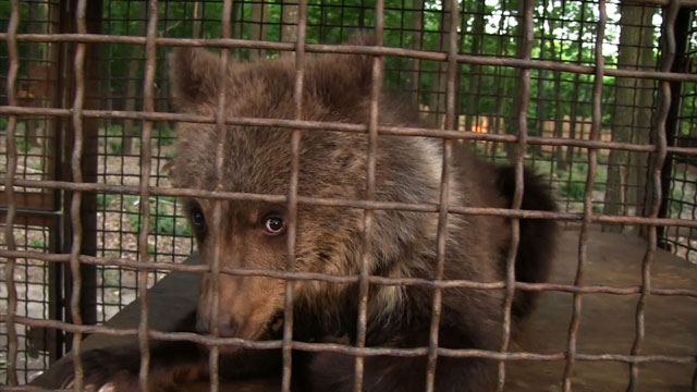 New home for the bear Nastia and her mother